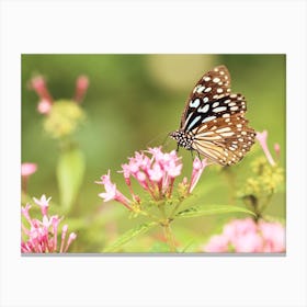 Spring Butterfly Canvas Print