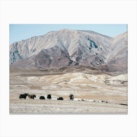 Herd Of Yaks In The Himalayas Canvas Print