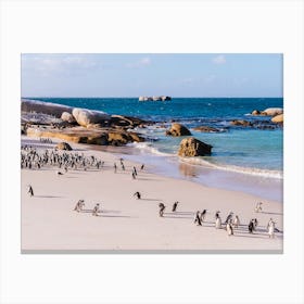 Penguins On The Beach Canvas Print