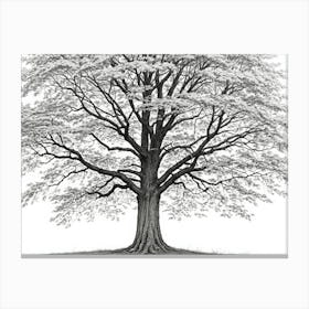 maple tree pencil sketch ultra detailed 7 Canvas Print