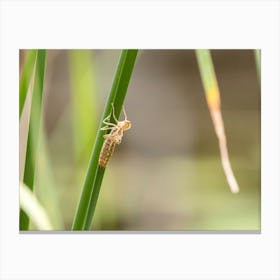 Dragonfly Nymph Molting Canvas Print