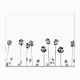 Palm Valley Canvas Print