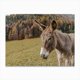 Autumn Donkey Canvas Print