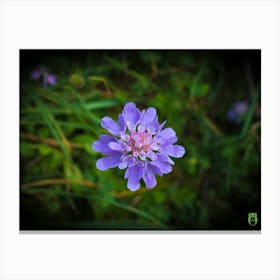 Small Blue Flower 20170819 1643pub Canvas Print