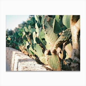Cactus behind a Wall // Ibiza Nature & Travel Photography Canvas Print