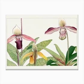 Orchids 2 Canvas Print