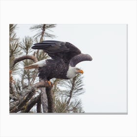 Bald Eagle Taking Flight Canvas Print