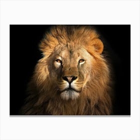 Lion Portrait Canvas Print