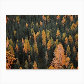 Trees Changing For Autumn Canvas Print