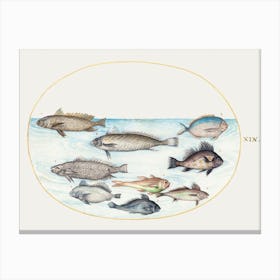 Damselfish And Other Fish (1575–1580), Joris Hoefnagel Canvas Print