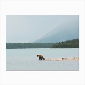 Canadian Grizzly Bear On Lake Canvas Print