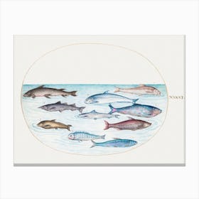 Whitefish And Other Fish (1575–1580), Joris Hoefnagel Canvas Print