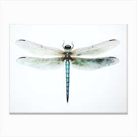 Dragonfly Common Green Darner Anax Juni Illustration 6 Canvas Print