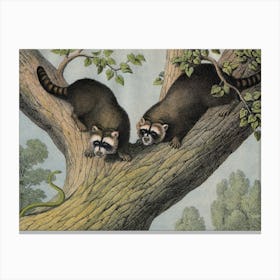 Vintage Kolb 12 Tafel 52 Waschbär Canvas Print