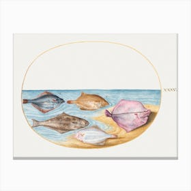 The Undersides Of Turbot And Other Flat Fish (1575–1580), Joris Hoefnagel Canvas Print