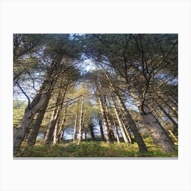 Pine Trees In The Forest 1 Canvas Print