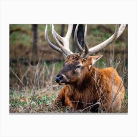 Elk Elk Elk Canvas Print