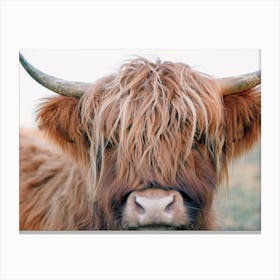 Shaggy Cow Face Canvas Print