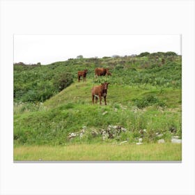 Cows On A Hill Scotland Landscape  Canvas Print