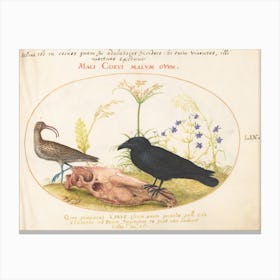 Animalia Volatilia Et Amphibia, Joris Hoefnagel Canvas Print