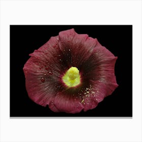 Hollyhock Canvas Print