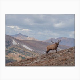 Mountainside Elk Canvas Print