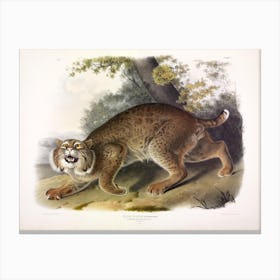 Lynx Rufus, John James Audubon Canvas Print