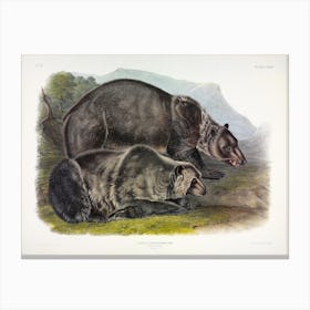 Grizzly Bear, John James Audubon Canvas Print