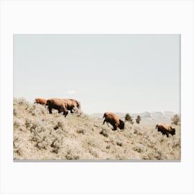Bison In Sagebrush Canvas Print