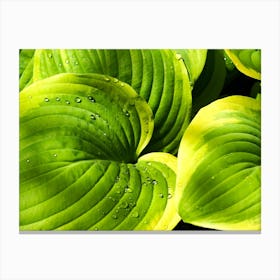 Hosta Leaves with Water Droplets Canvas Print