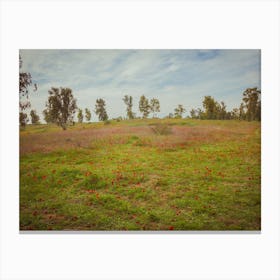 Field Of Red Anemones 2 Canvas Print