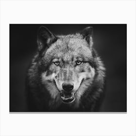 Wolf In Black And White Canvas Print