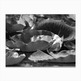 Black And White Water Lily Canvas Print