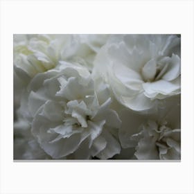 White Carnations Canvas Print