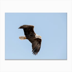 Majestic Eagle Flying Close Up Canvas Print