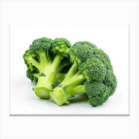 Broccoli On White Background 2 Canvas Print