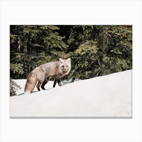 Gray Fox In The Snow Canvas Print