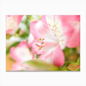 Close Up Of Pink Flowers Canvas Print