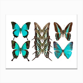 Collection Of Blue Butterflies Canvas Print