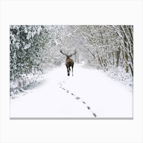 Deer In The Snow 1 Canvas Print