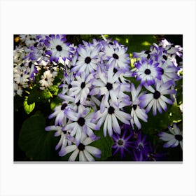 Purple And White Daisies Flower Canvas Print