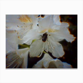 Bee On A Flower Canvas Print