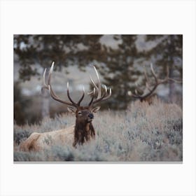 Elk Resting In Forest Canvas Print