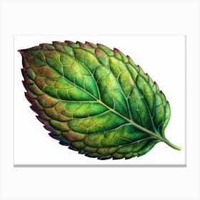 Close Up Of A Single Mint Leaf Canvas Print