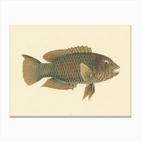 Unidentified Fish, Luigi Balugani 1 Canvas Print