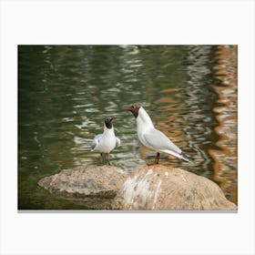 Two Seagulls Canvas Print