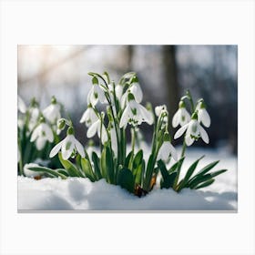 Snowdrops In The Snow 4 Canvas Print