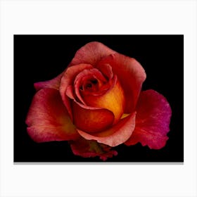 Red Rose 1 Canvas Print