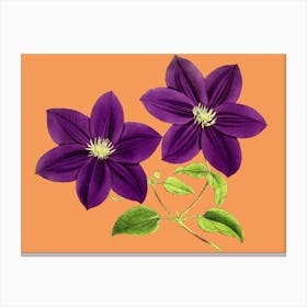 Purple Clematis Canvas Print