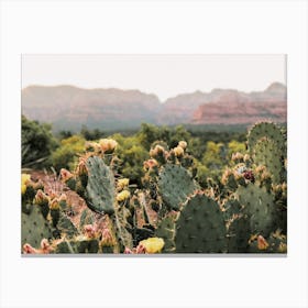 High Desert Cactus Flowers Canvas Print